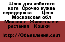 Шанс для избитого кота. Срочно нужна передержка !  › Цена ­ 1 - Московская обл., Москва г. Животные и растения » Кошки   